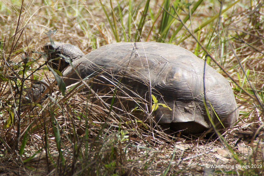 20190221-Site-58-Silver-Springs-Gopher-Tortoise-(2)