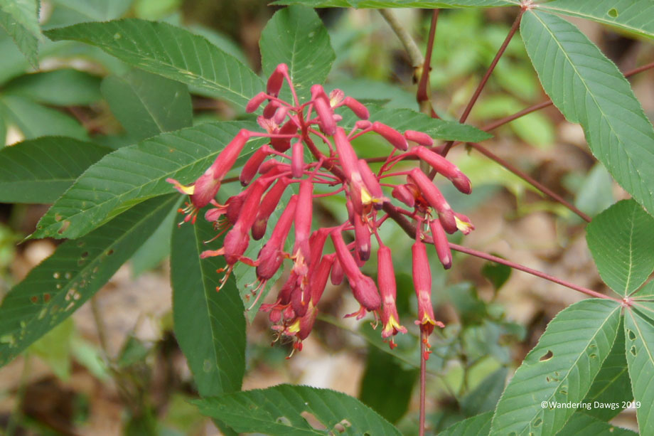 20190227-Ichetuchnee-Springs-(27)