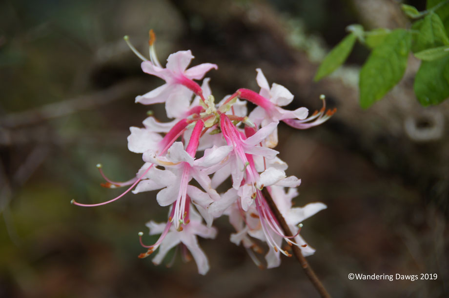 20190228-am-Santa-Fe-Sink-Trail-(5)