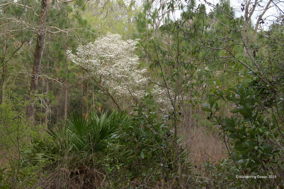 20190228-pm-Woods-Oleno-Dogwood-(2)