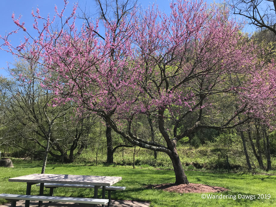 20190416-Redbut-in-NC-(3)