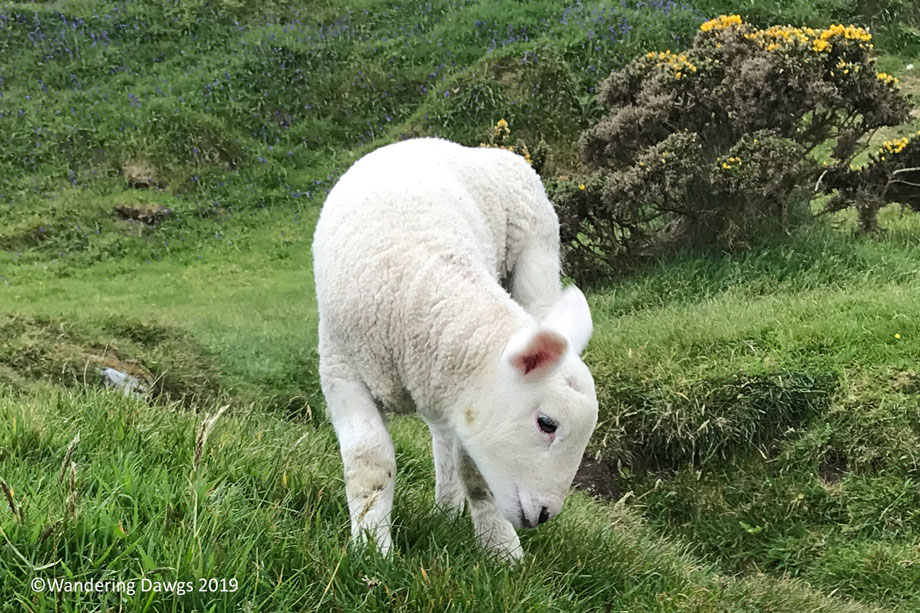 20190507-Day-7-Dingle-Peninsula-drive-to-Killarney-IPhone-(17)