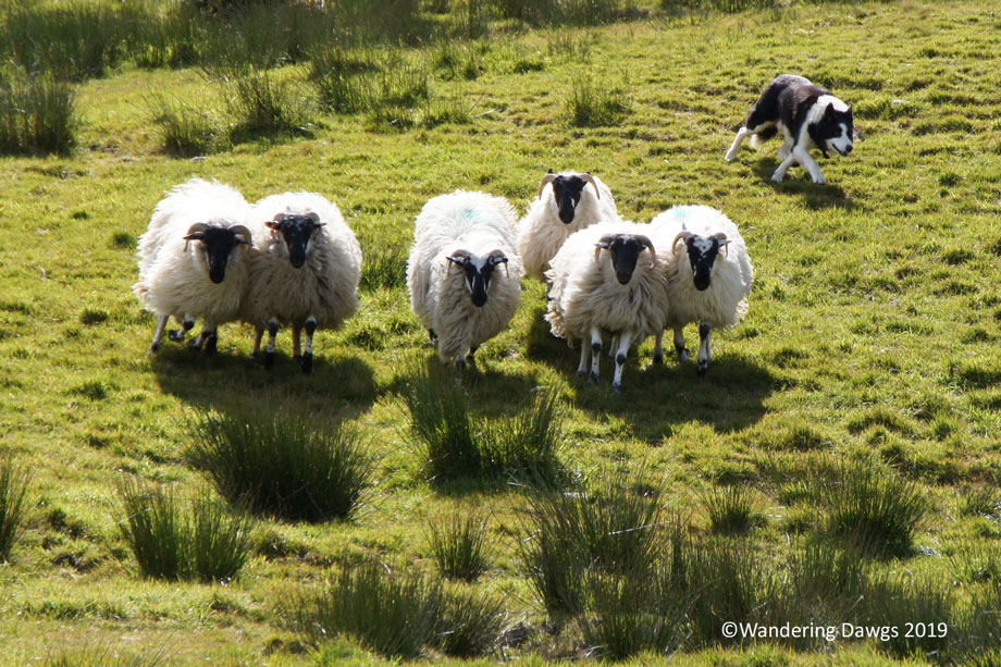 20190509-Day-9-Ring-of-Kerry-Sony-(95)