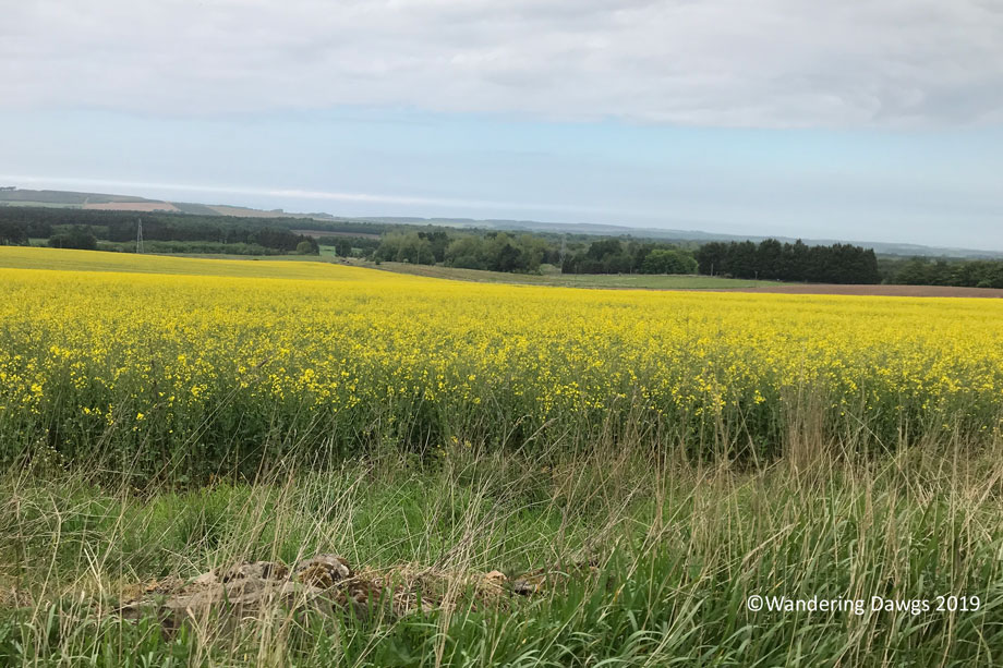 20190519-Day-19-Inverness-to-Aberdeen-IPhone-(9)
