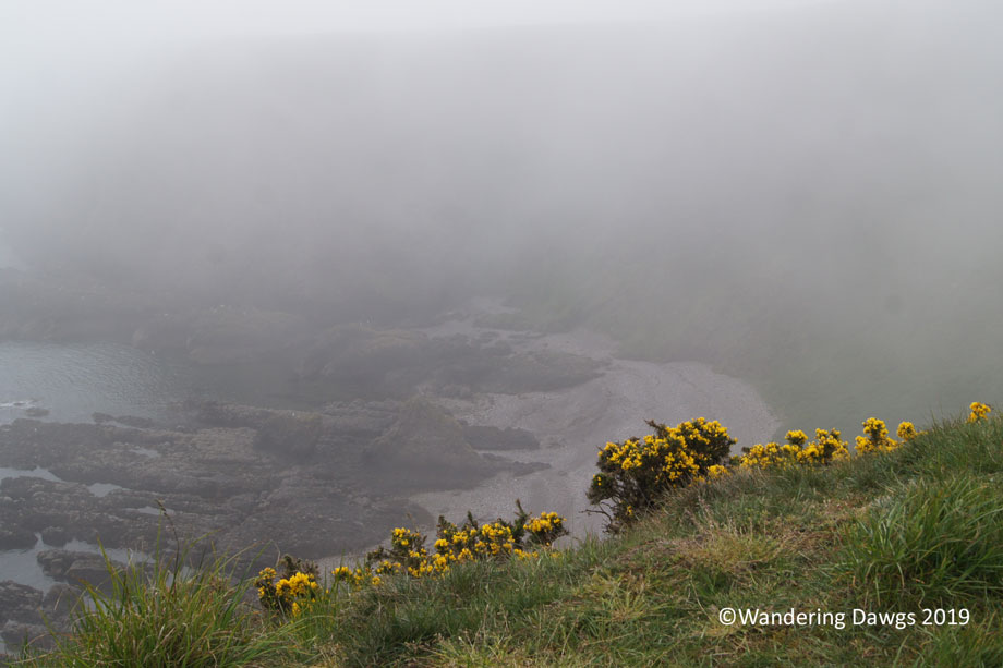 20190520-Day-20-Aberdeen-to-Fernie-Clastle-Hamish-the-Highland-Cow-Sony-(15)