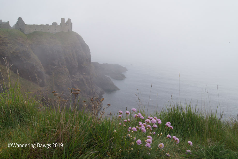 20190520-Day-20-Aberdeen-to-Fernie-Clastle-Hamish-the-Highland-Cow-Sony-(23)