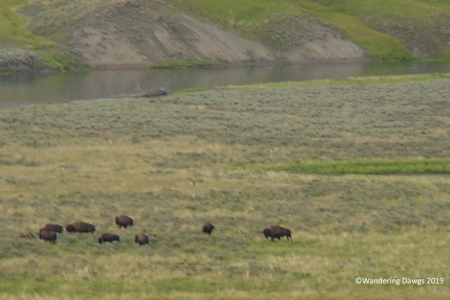 20060808Yellowstone-Lower-Loop-Rd-(51)
