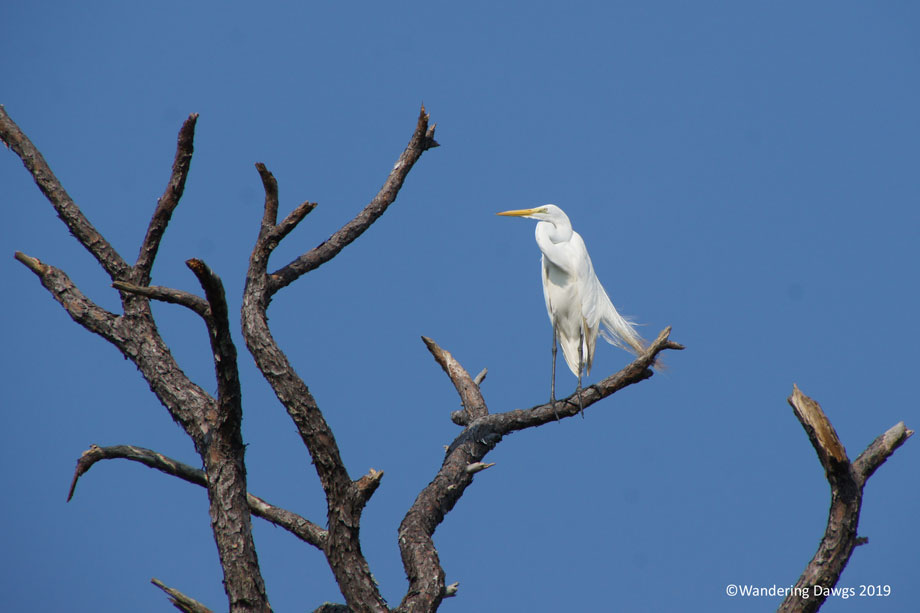 20190704-Egret-Catalina-(21)-wide