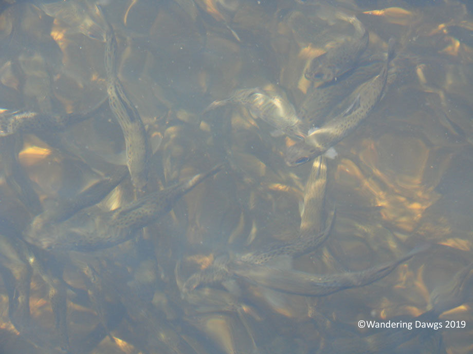 200708153Walhalla-Fish-Hatchery-(1)