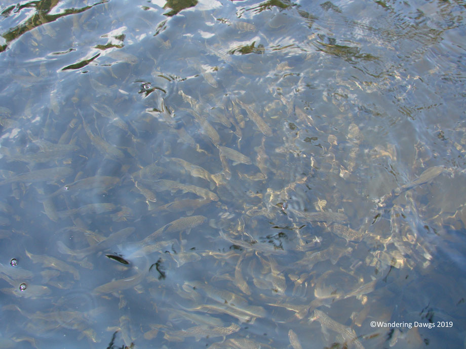 200708153Walhalla-Fish-Hatchery-(3)