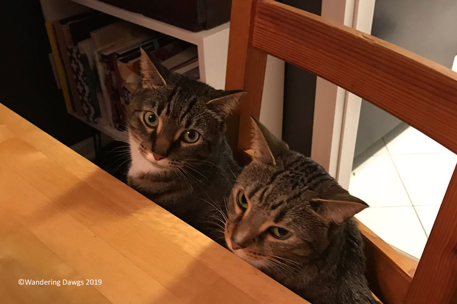 20171123Thanksgiving-at-the-Badgley-(16)