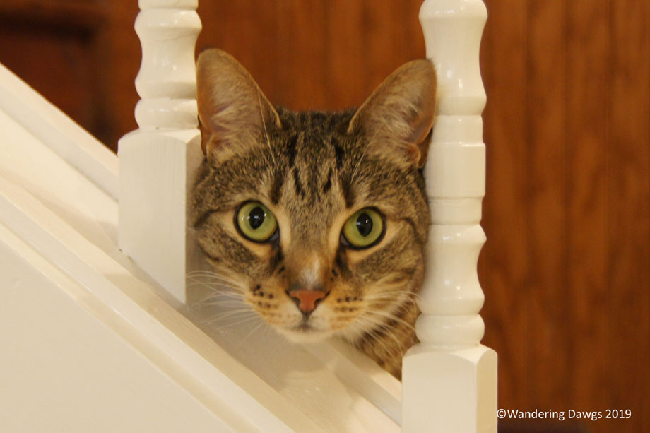 20190418-Tubbles-(4)