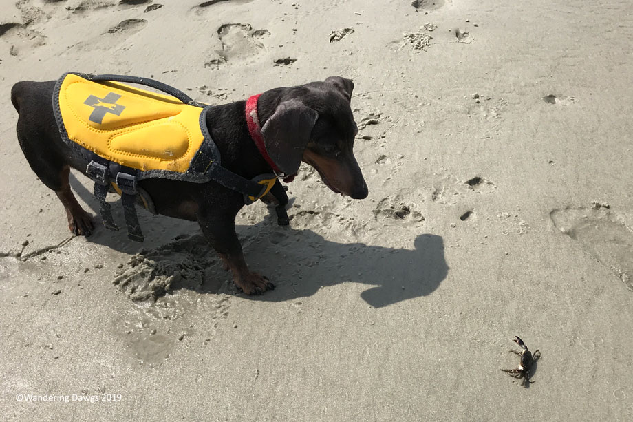 20190707-Sandbar-with-Bela-(36)