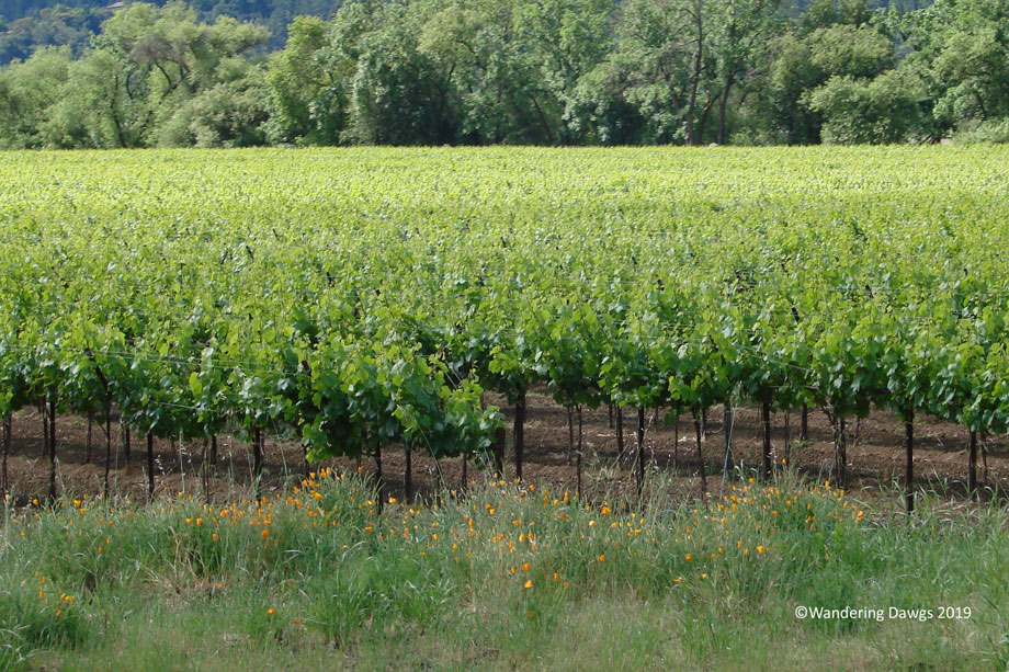 20070504Wine-Country-(2)