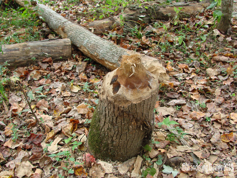 20071003Blue-Ridge-Parkway-(2)
