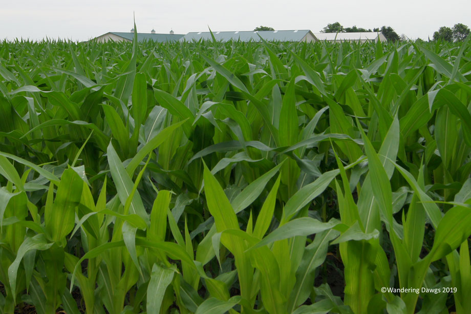 20110621Illinois-Corn-(3)