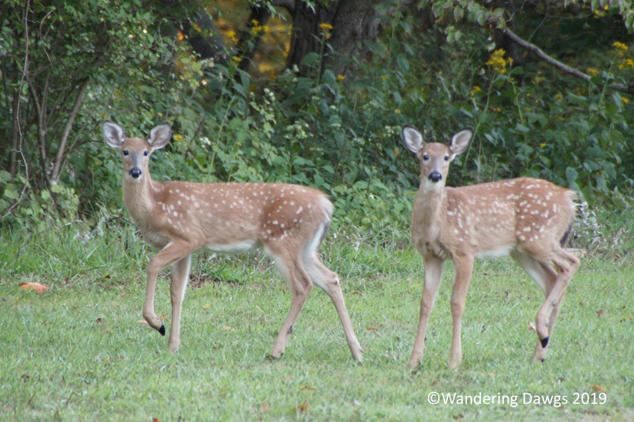 20150914Claytor-Lake-Deer-(11)