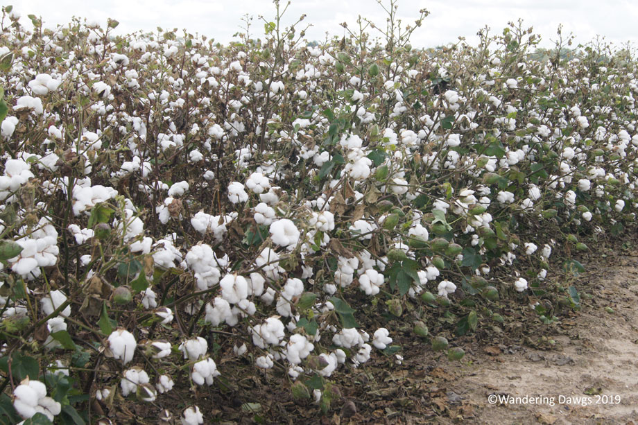 20160917Lake-Chicot-Levee-Tour-(64)