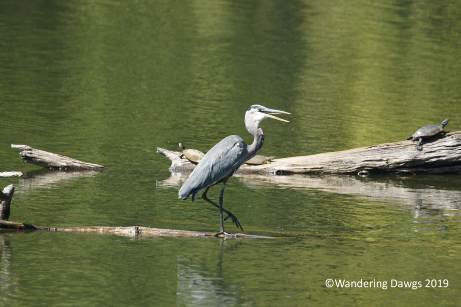 20160919Mississippi-River-State-Park-(41)