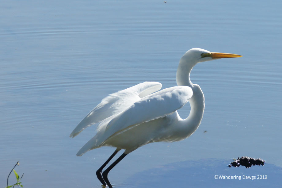 20160919Mississippi-River-State-Park-Egret-(3)