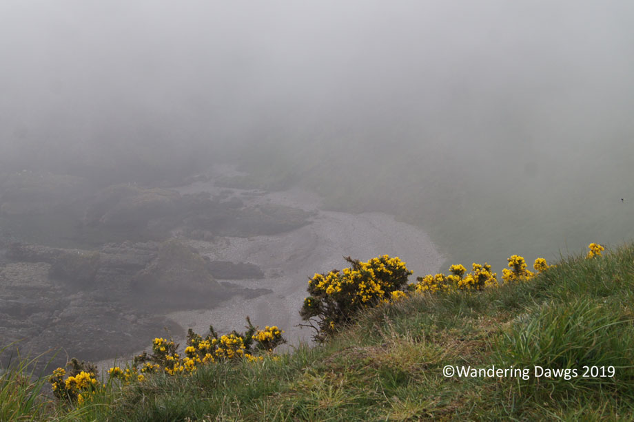 20190520-Day-20-Aberdeen-to-Fernie-Clastle-Hamish-the-Highland-Cow-Sony-(15)