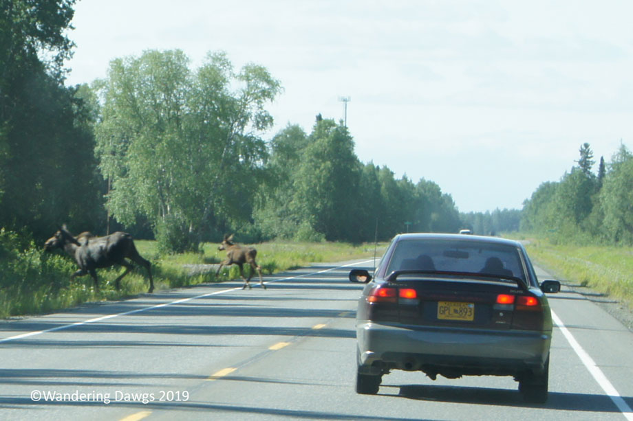 20130714Day-60Talkeetna-to-Wasilla-(5)