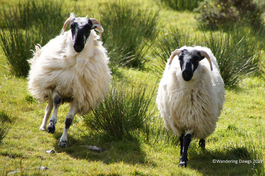20190509-Day-9-Ring-of-Kerry-Sony-(113)