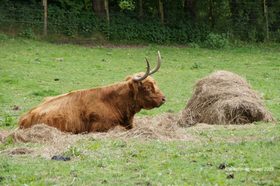 20190520-Day-20-Aberdeen-to-Fernie-Clastle-Hamish-the-Highland-Cow-Sony-(92)