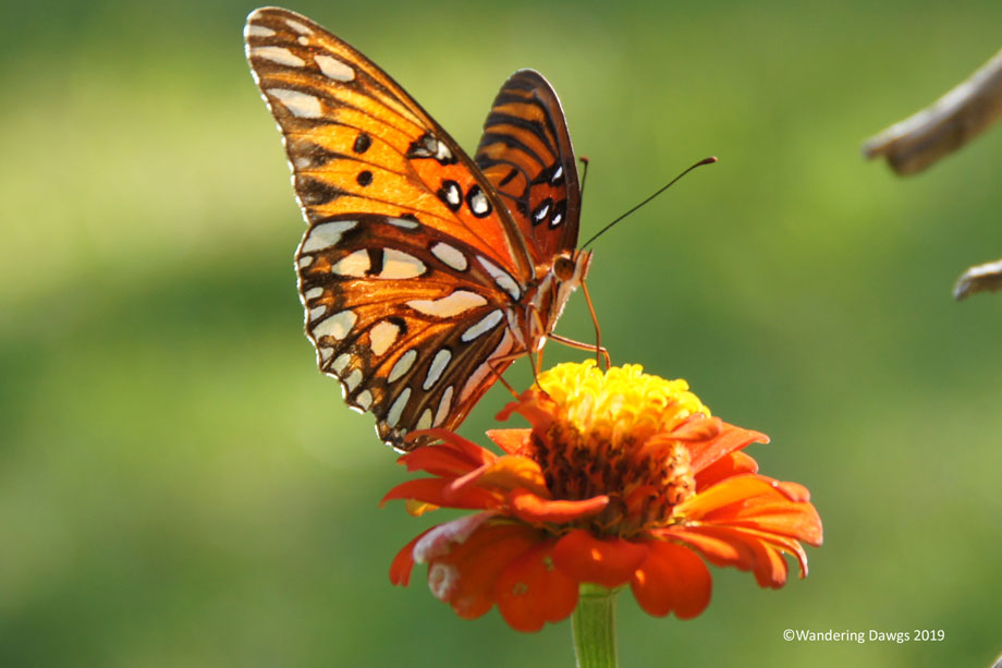 20190808-Fritillary-(6)