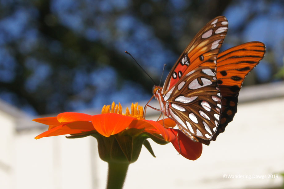 20190911-Fritillary-(10)