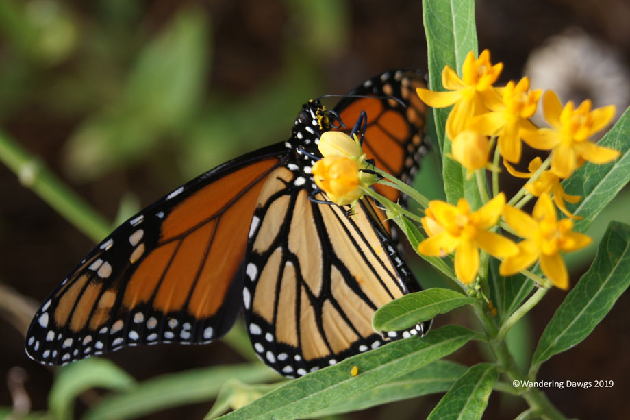 20191006-Monarch-Butterfly-(27)