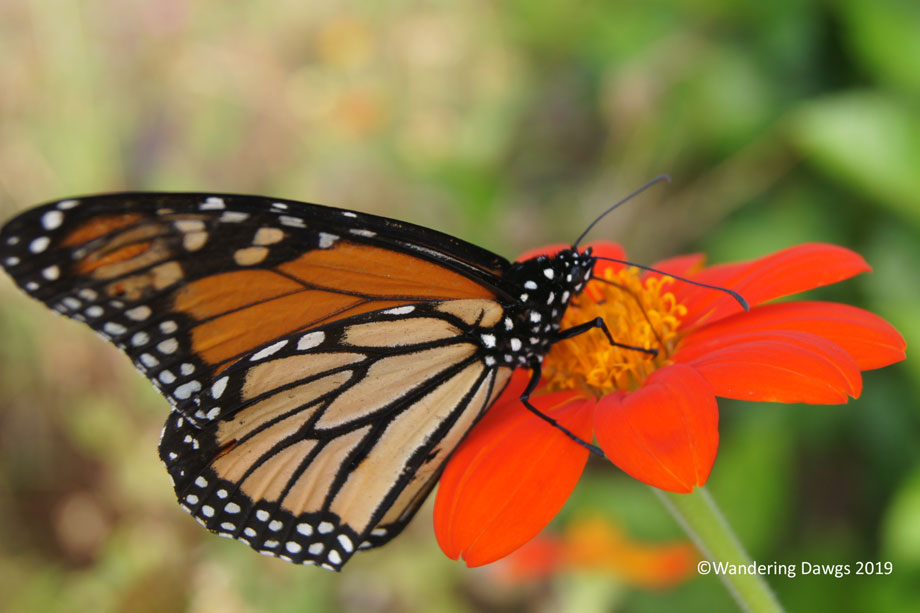 20191006-Monarch-Butterfly-(39)