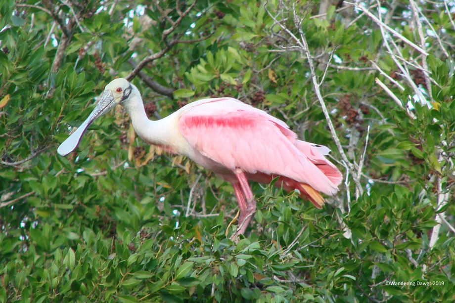 20091205Flamingo-(13)