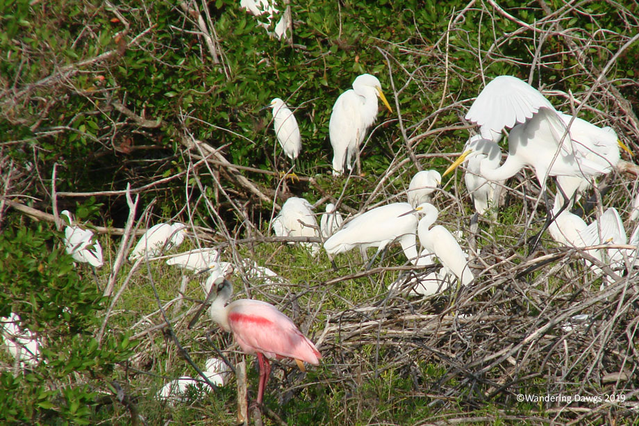 20091205Flamingo-(46)