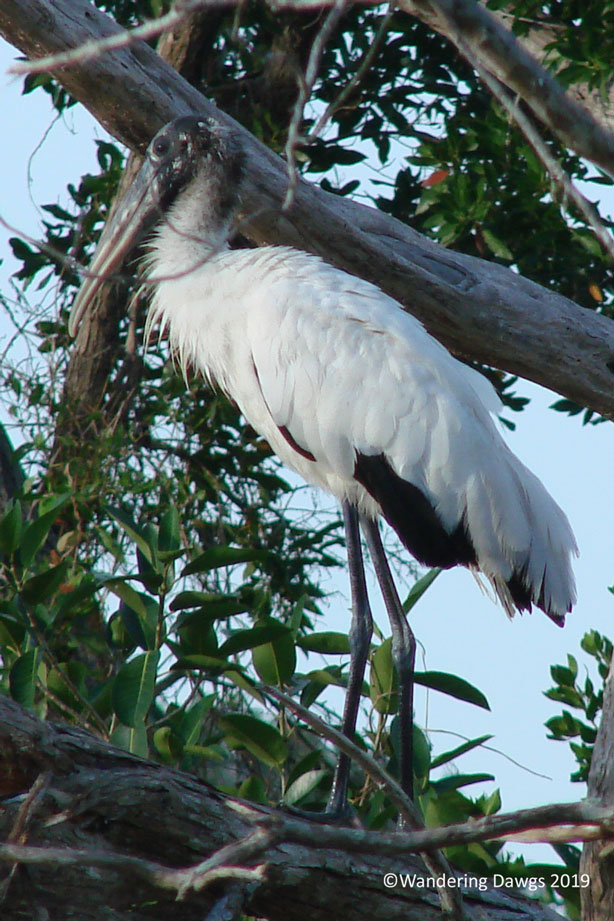 20091205Flamingo-(7)