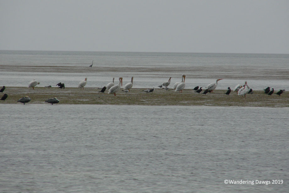 20091205Flamingo-(75)