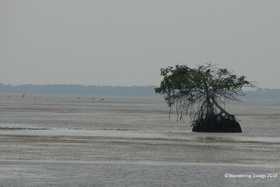 20091205Flamingo-(79)