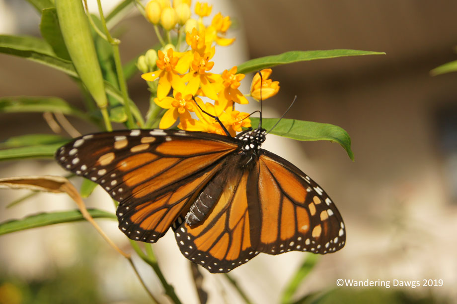 20191112-Monarch-Catterpillar-(25)