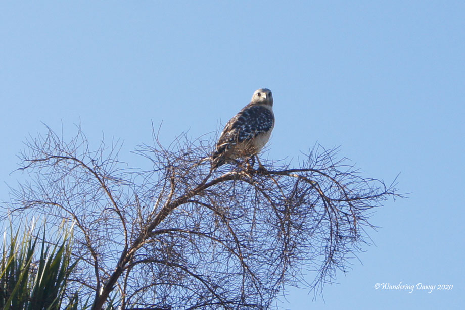 20120110The-Glades-(10)