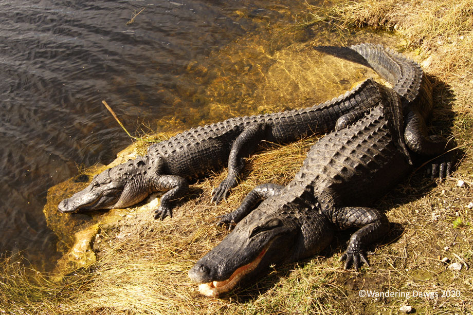 20120116AMAlligators-at-Oasis-(7)