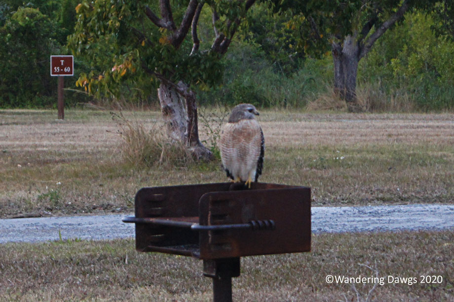 20120116Flamingo-Campground-(23)