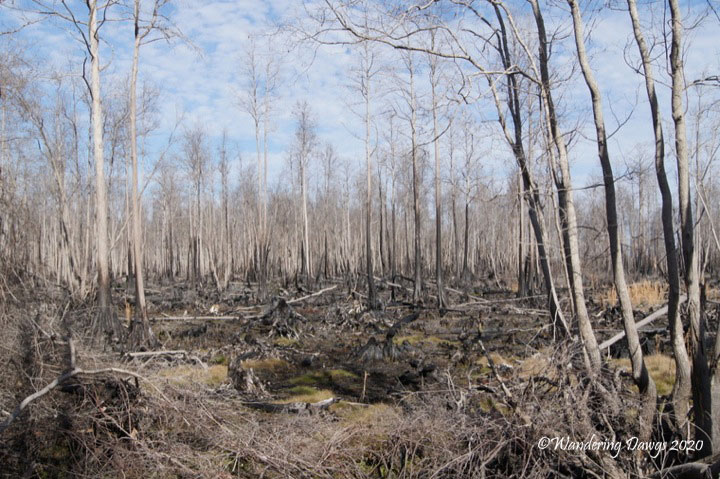 20120130 Stephen C Foster (3)