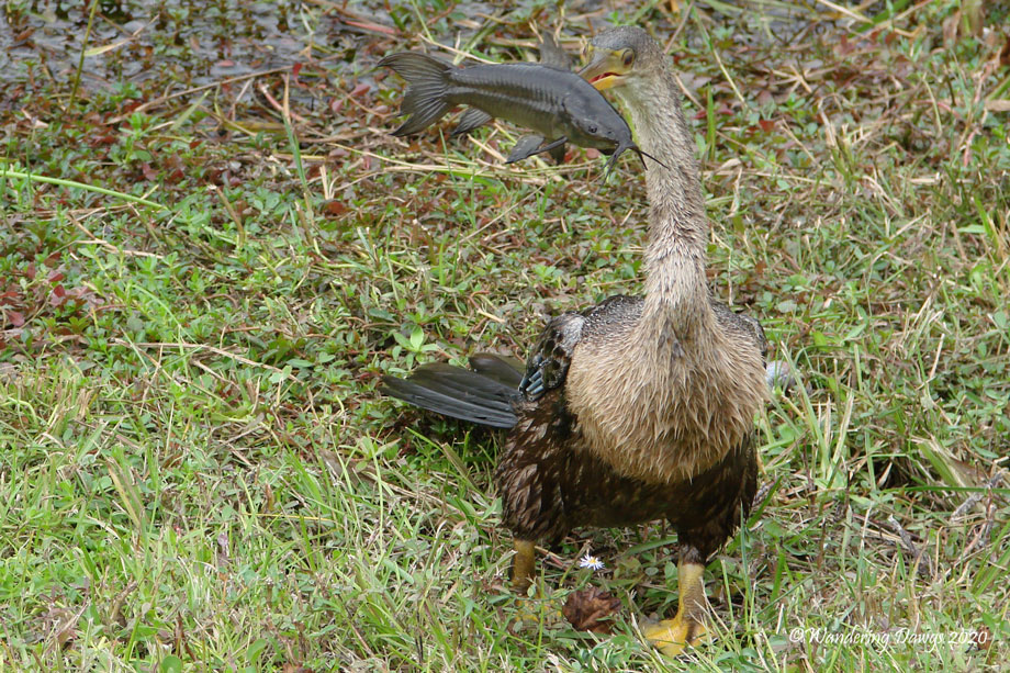 20091206Everglades-(37)