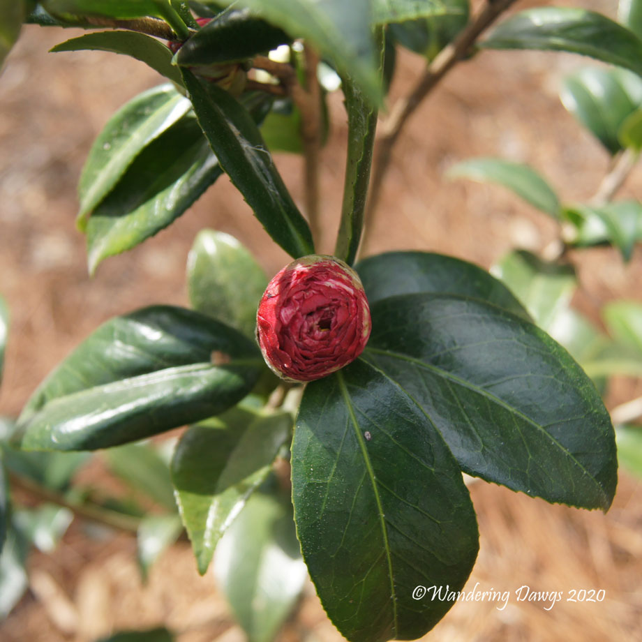 20200204-Camellias-(13)