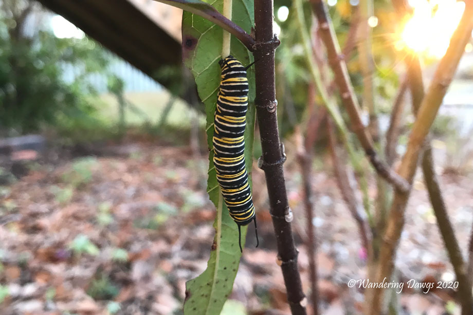 20200209-Caterpillar