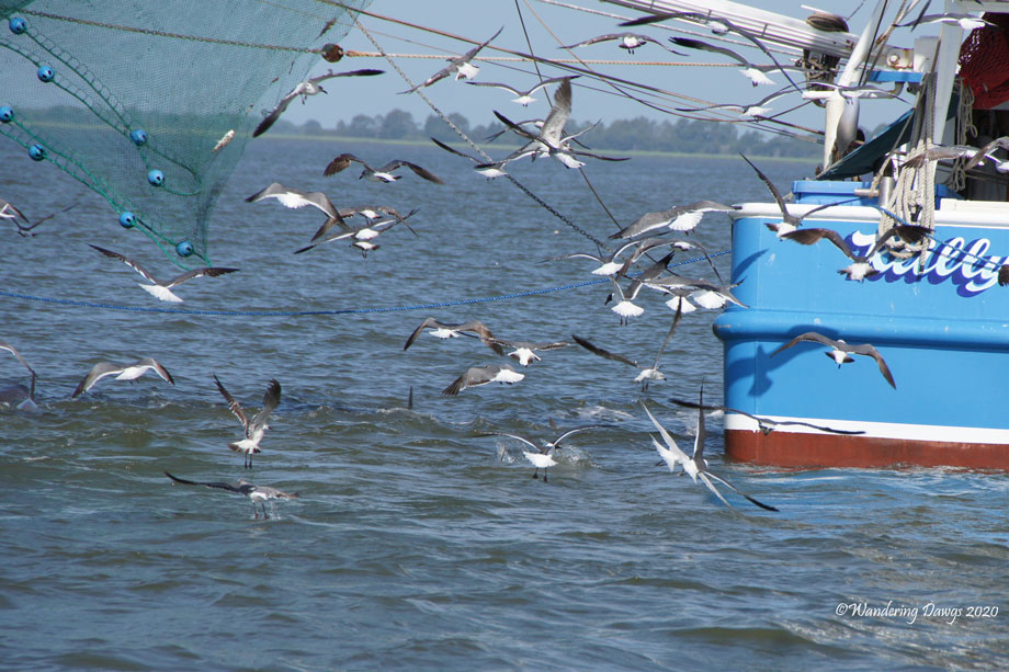 20150614Cameron-and-Laura-Dolphin-Tour-(73)