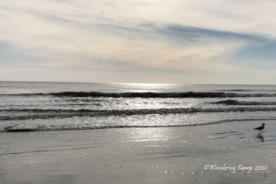 202001313-morning-beach-walk-(9)