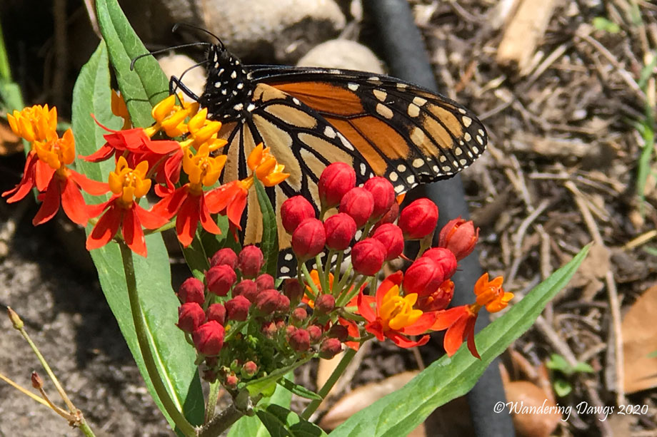 20200330-Monarch-in-the-garden-(8)