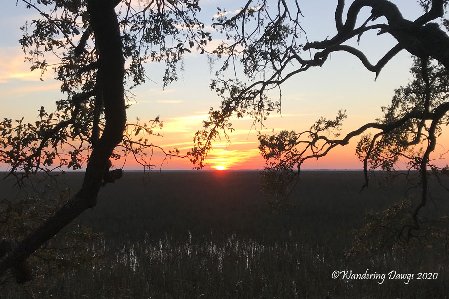 20200403-Blooms-and-sunset-(8)