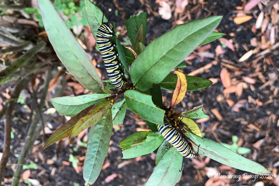 20200409-monarch-caterpillars-(1)
